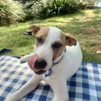 Photo of Molly   1 Year Old Australian Terrier X