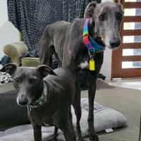 Photo of George, The Greyhound