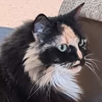 Photo of Bella