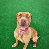 Photo of Miffy Imp 1926