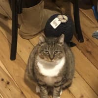 Photo of Biscuits