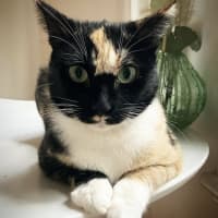 Photo of Rosemary