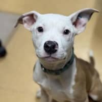 Photo of Jax
