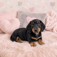 Photo of Coco