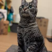 Photo of Tabby Beauty Mabel