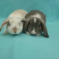 Photo of Cloud / Misty