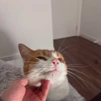 Photo of Ronald Weasley