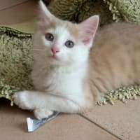 Photo of Cruz 🐯💙🐾