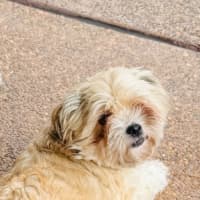 Photo of Maggie   4 Year Old Shih Tzu X