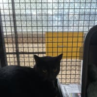 Photo of Salem