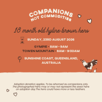 Photo of Adoption Day | Rescue Hens | Qld