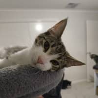 Photo of Purrcy