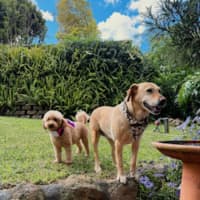 Photo of Primrose   8 Year Old Labrador X