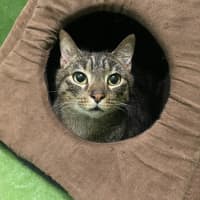 Photo of Tigger