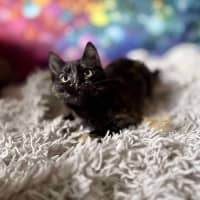 Photo of Vangel   Located In East Brunswick