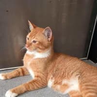 Photo of Garfield