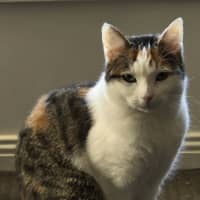 Photo of Snowy