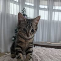 Photo of Flintavious 