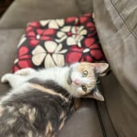 Photo of Callie