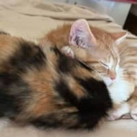 Photo of Ginger And Precious 