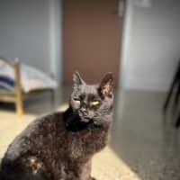 Photo of Iris