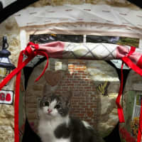 Photo of Smudge