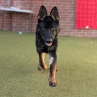 Photo of Arlo