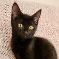 Photo of Bonsai   Located In Croydon