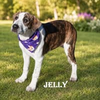 Photo of Jelly