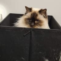 Photo of Cleo ** 2nd Chance Cat Rescue**