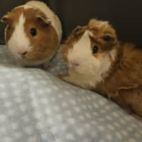Photo of Milky & Lucky