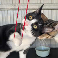 Photo of Finch