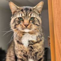 Photo of Bronson 