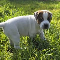 Photo of Beanie Baby