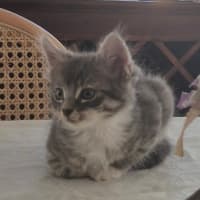 Photo of Chai