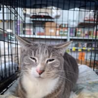 Photo of Ollie Bear