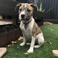 Photo of Stitch   3 Month Old Ridgeback X