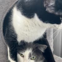 Photo of Luna And Leo