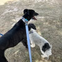 Photo of Jennifer, The Greyhound