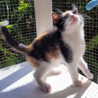 Photo of Snapper (K53)