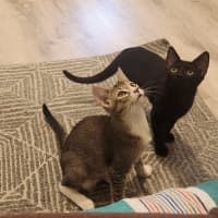 Photo of Blossom   In Foster Care In Glenroy