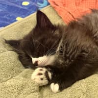 Photo of Fluoxetine Aka Flux