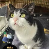 Photo of Holly   Now At Pet Quarters Belmont