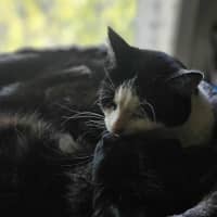 Photo of Onyx *9 Lives Project Rescue*