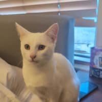 Photo of Soymilk