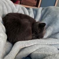 Photo of Luna