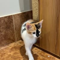 Photo of Stella Bella