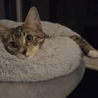 Photo of Harvey & Leo   5 Month Old Domestic Short Hair