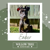 Photo of Ember