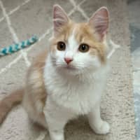 Photo of Maple
